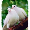 Бели гълъби за сватба